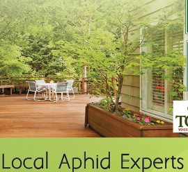 Postcard Mailer Design Gage Tree Service